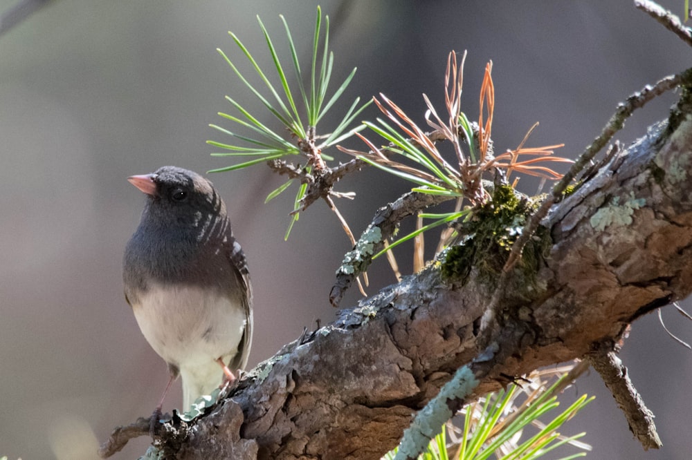 a small bird perched on a branch of a pine tree