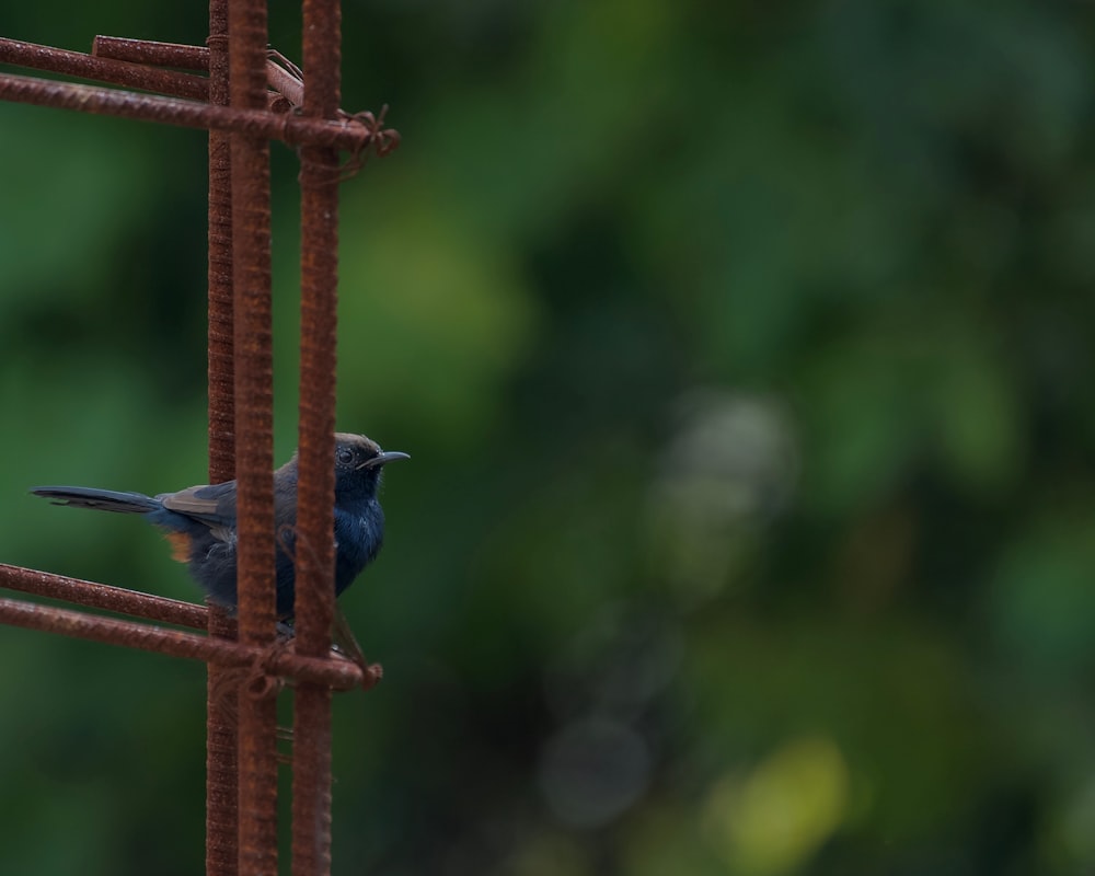 a small blue bird perched on top of a rusted metal fence
