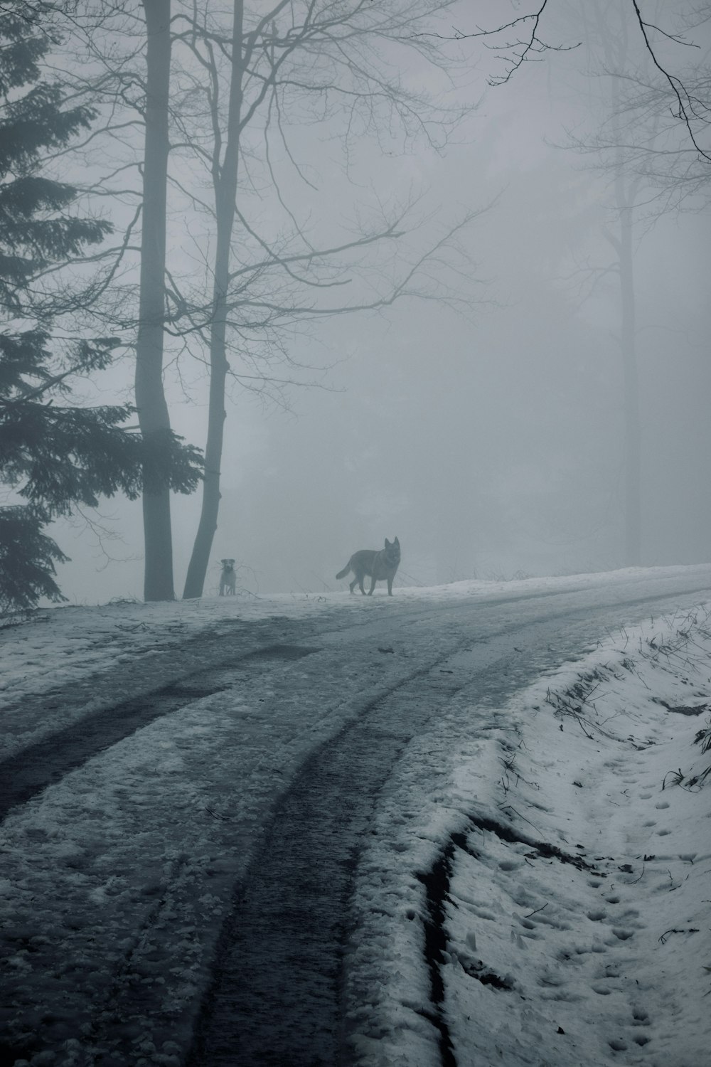 a horse is walking down a snowy road