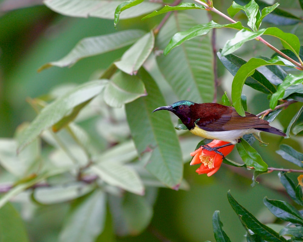 a small bird perched on top of a red flower