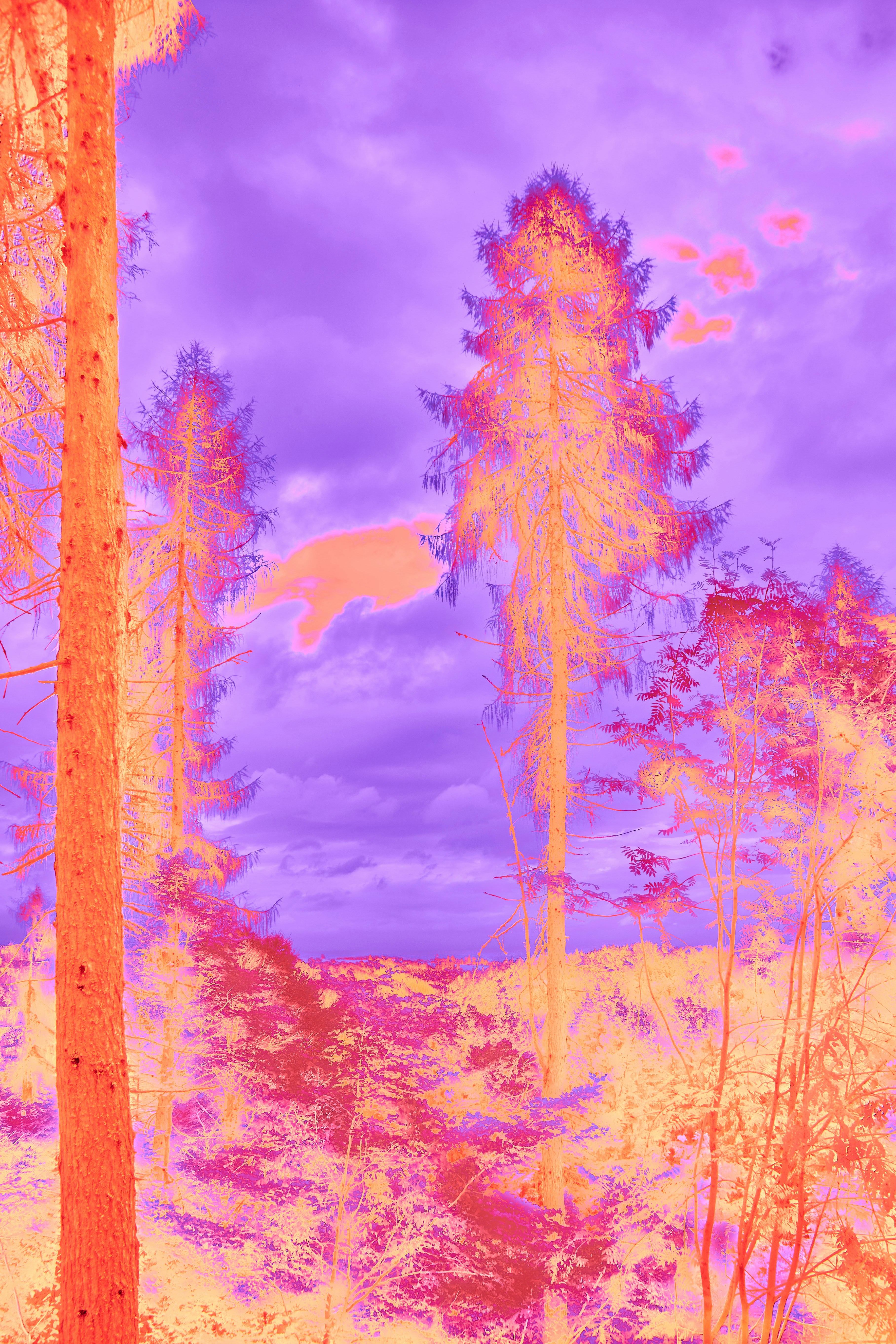 Photo by wolfgang_hasselmann