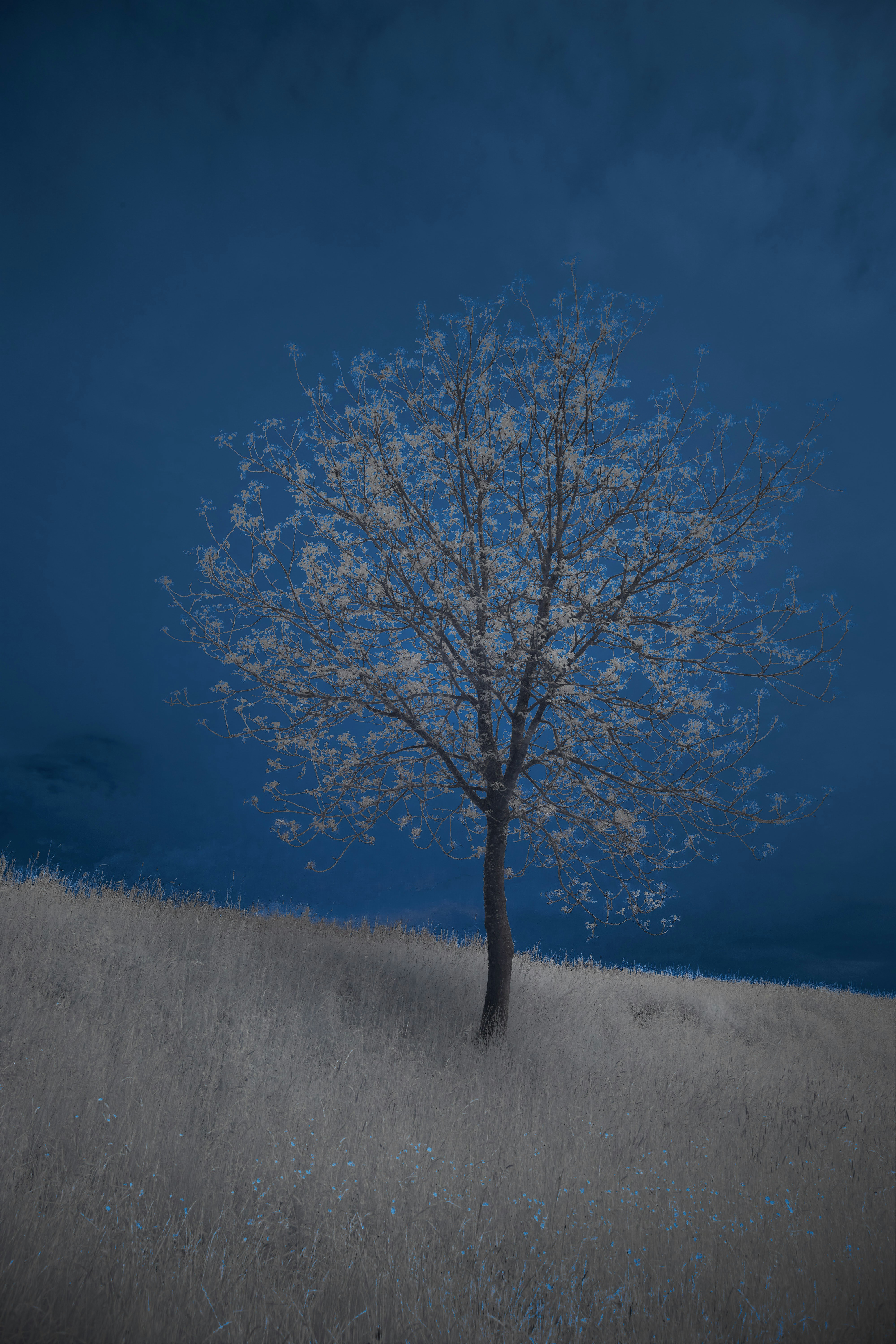 Photo by wolfgang_hasselmann