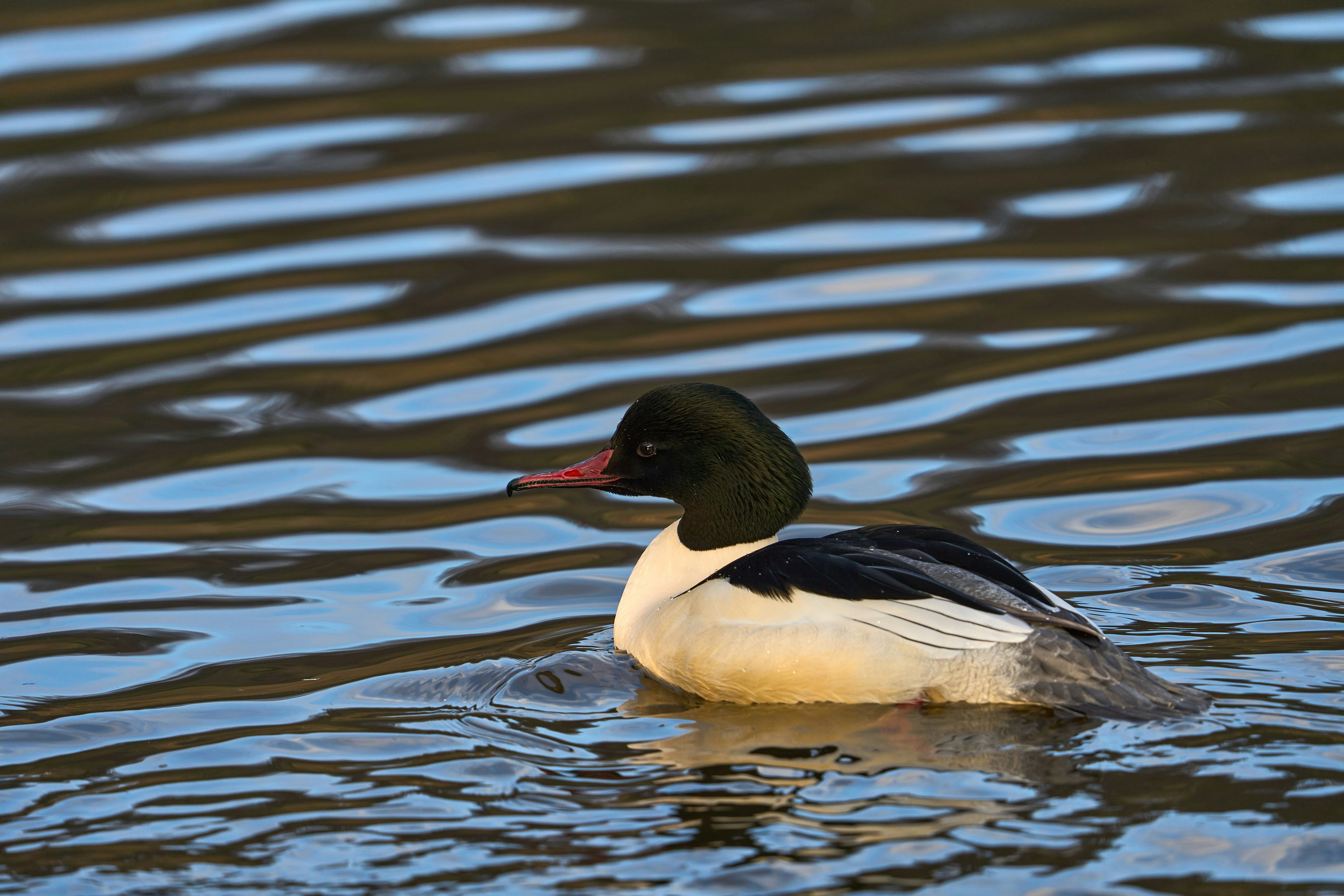 Photo by wolfgang_hasselmann