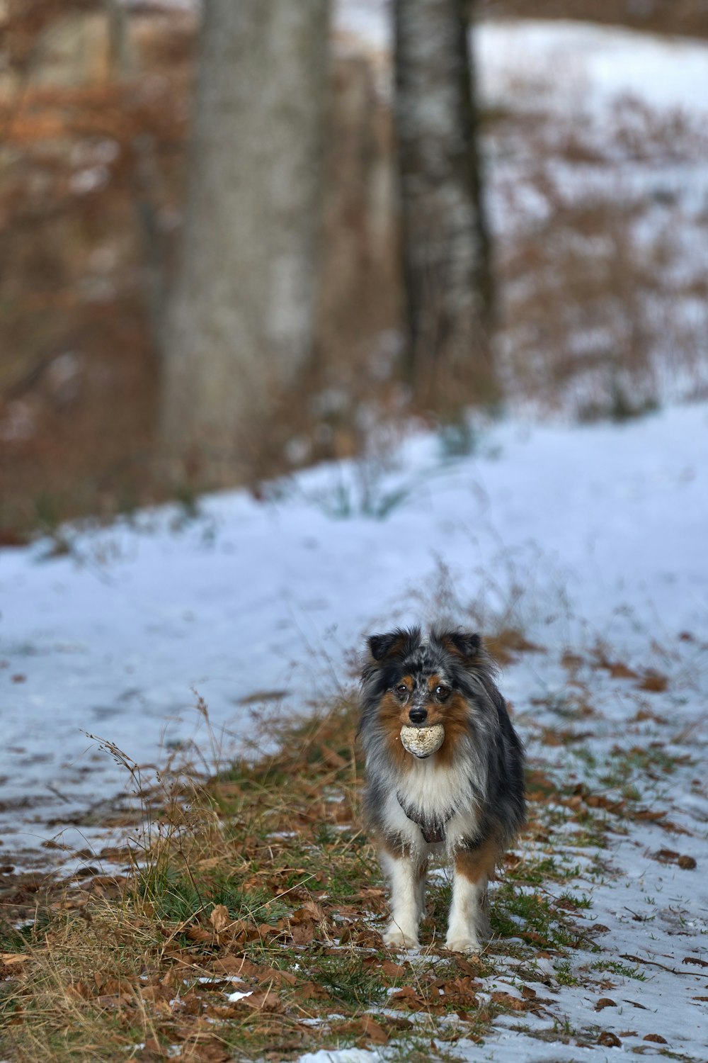 Un perro pequeño camina en la nieve