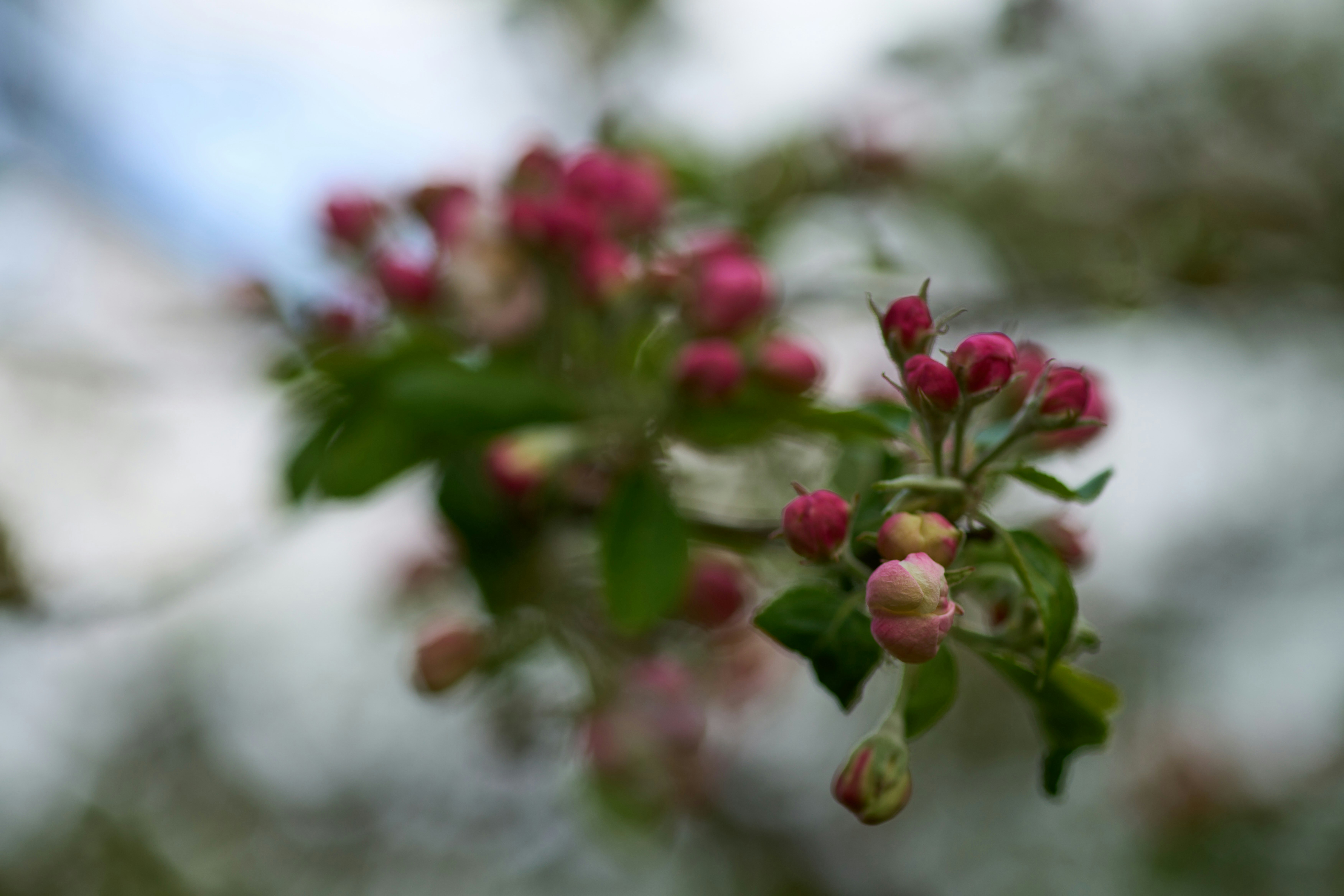 Photo by wolfgang_hasselmann