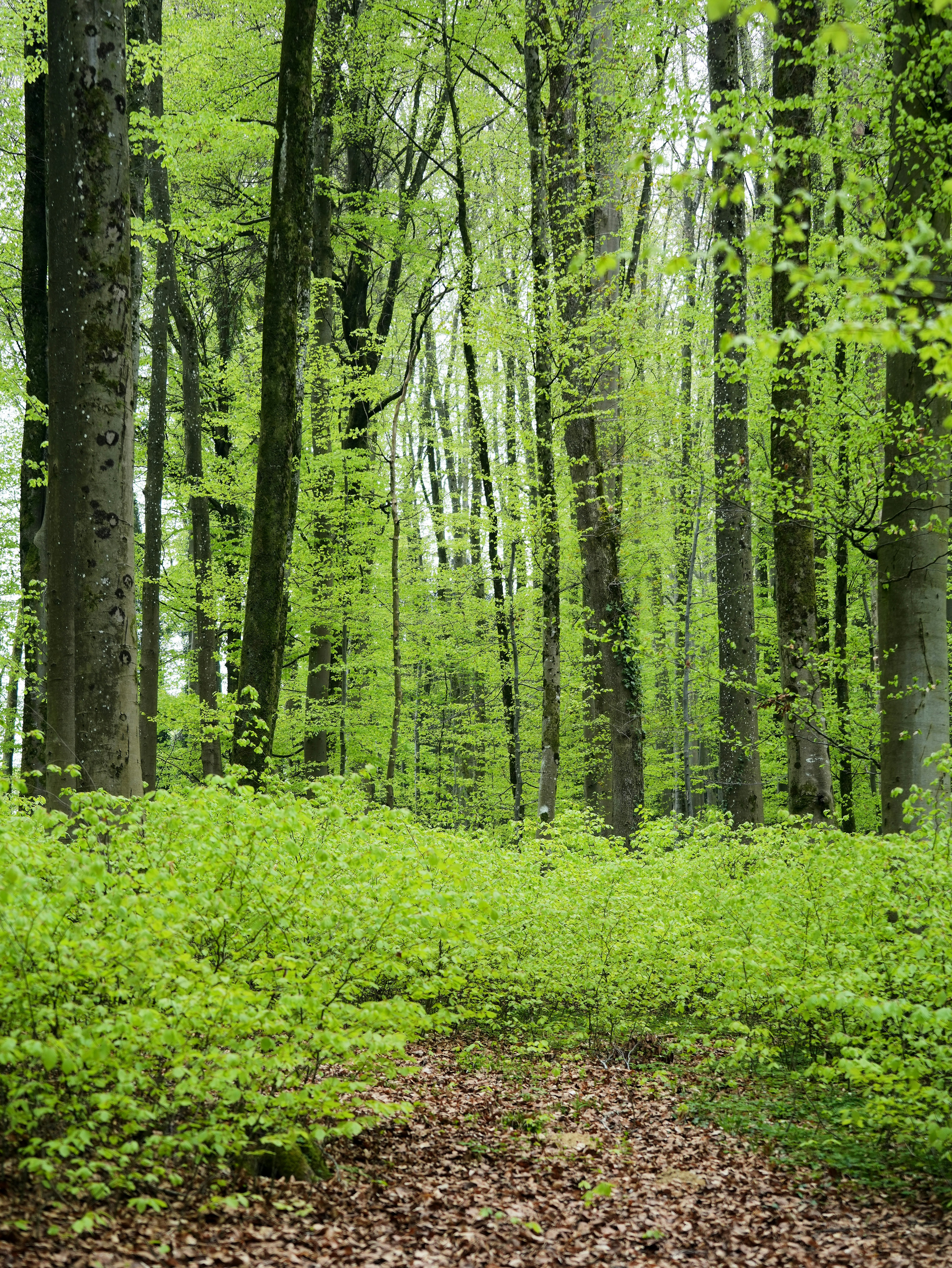 Photo by wolfgang_hasselmann