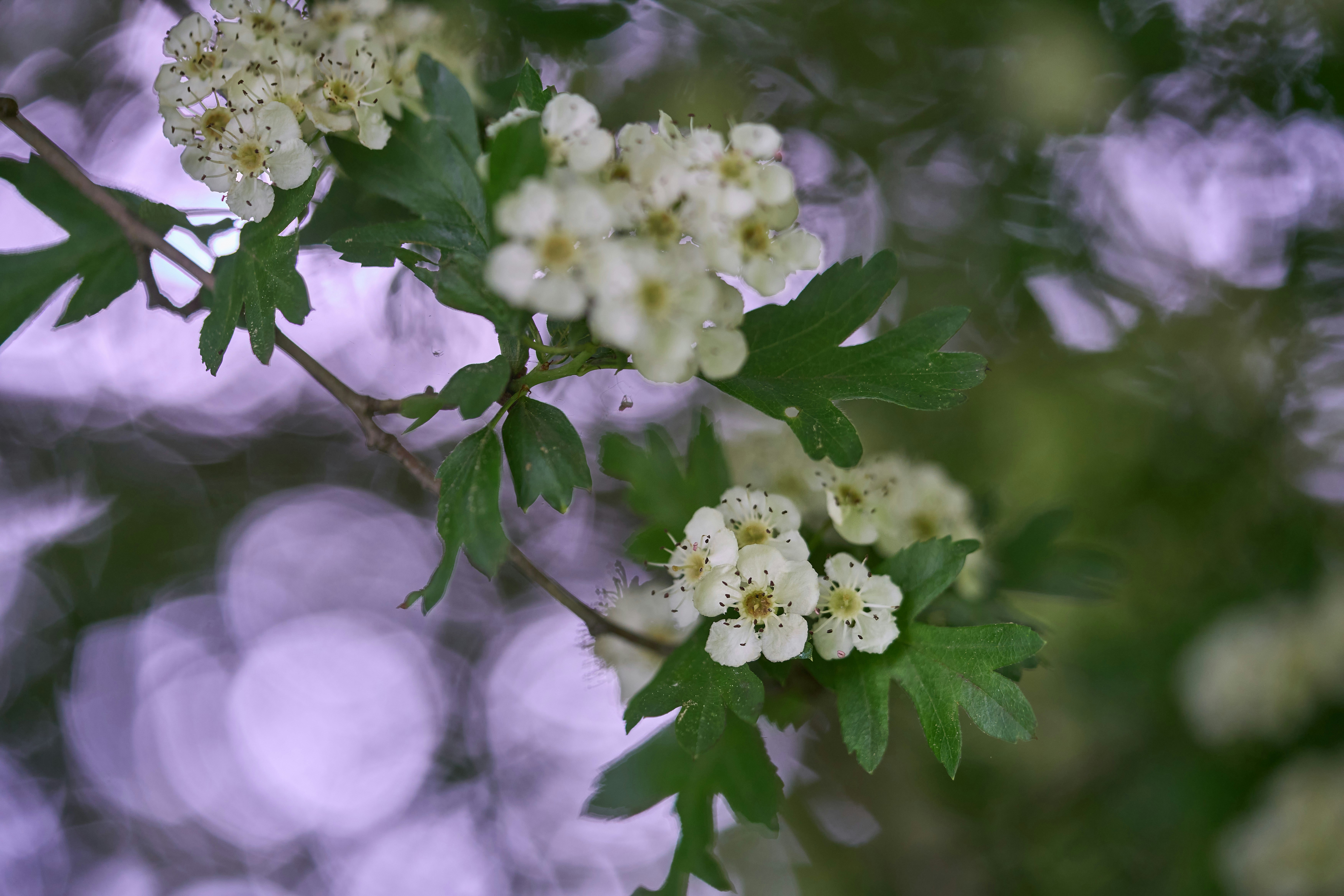 Photo by wolfgang_hasselmann