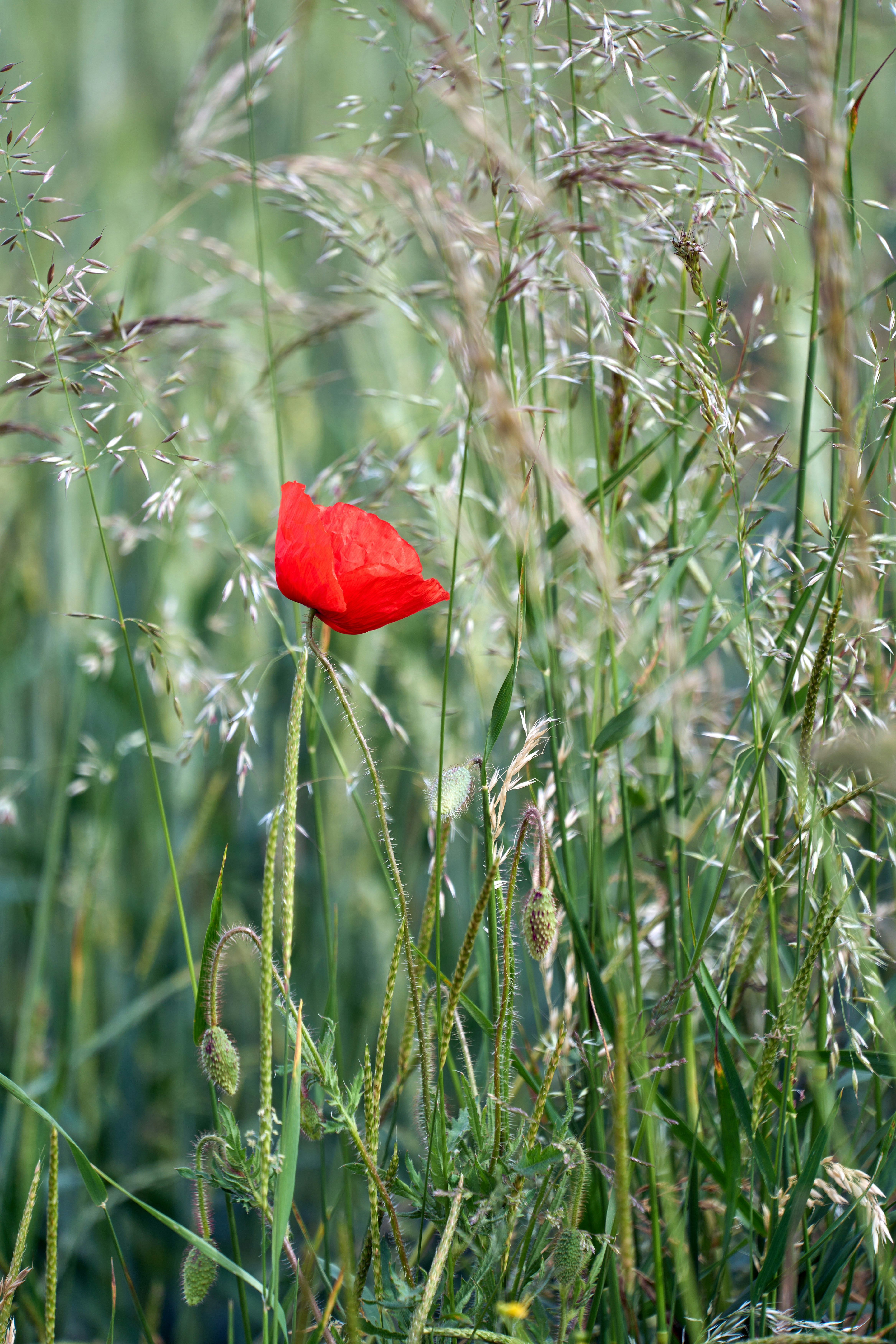 Photo by wolfgang_hasselmann