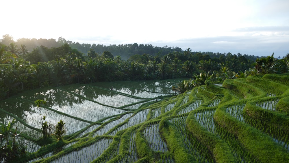 an aerial view of a rice field with trees in the background