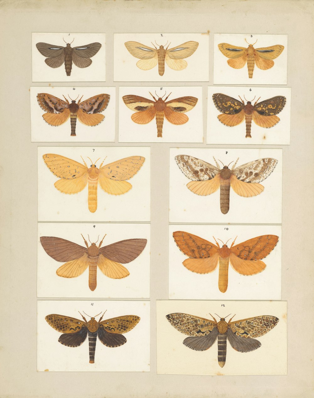 um grupo de mariposas em uma folha de papel