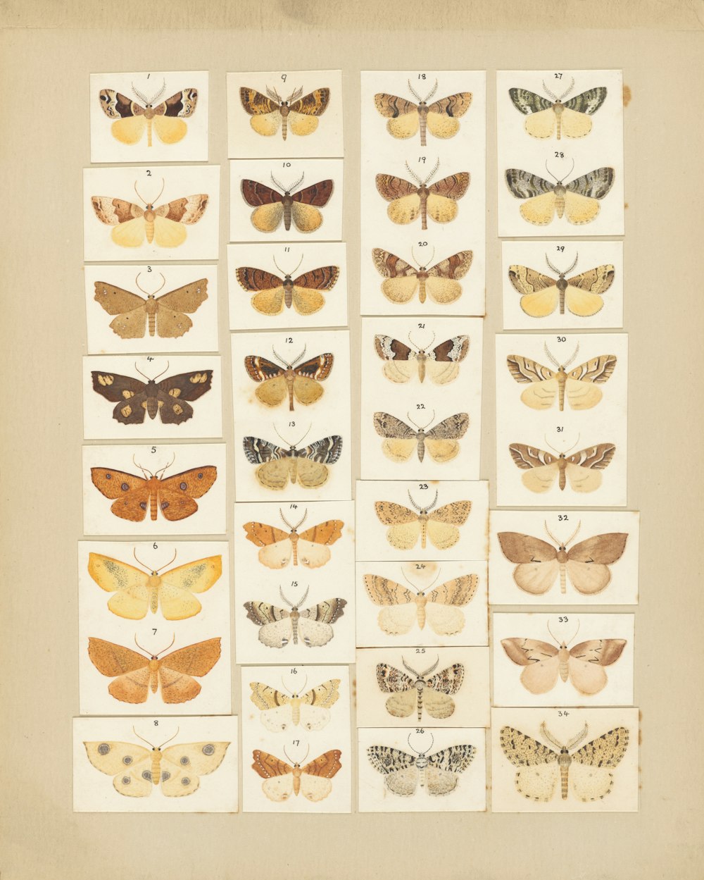 Eine Gruppe von Schmetterlingen auf einem Blatt Papier