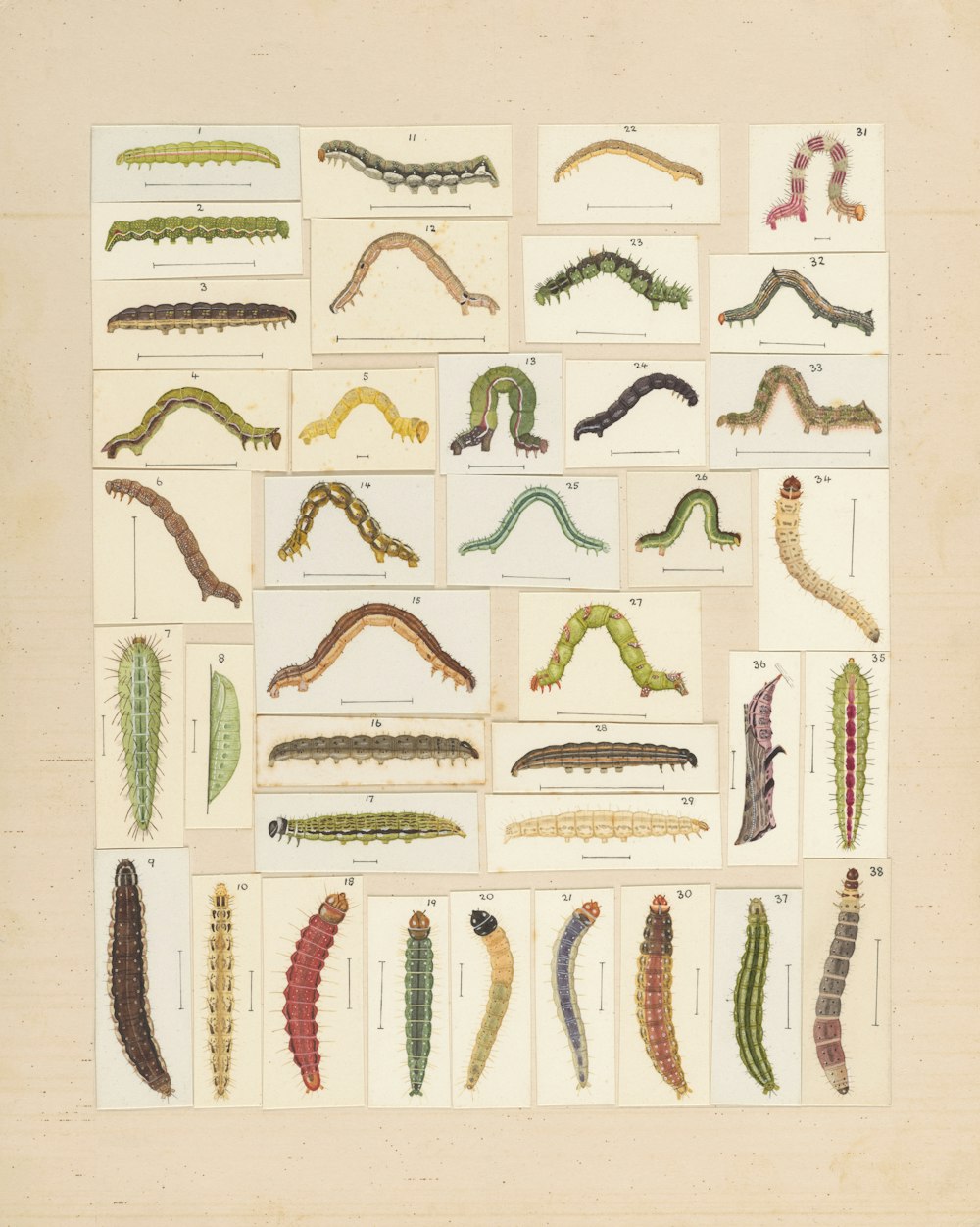 a group of different types of worms