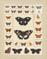 A neat stack of monthly butterfly prints ready for framing