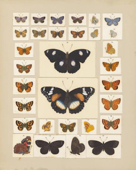 A neat stack of monthly butterfly prints ready for framing