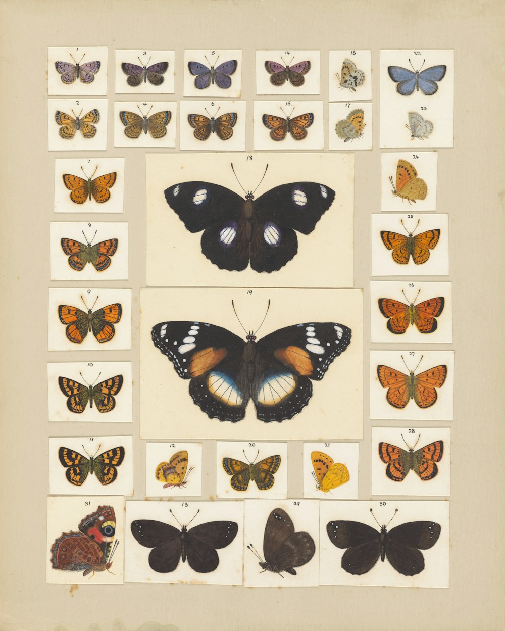 a group of butterflies on a sheet of paper