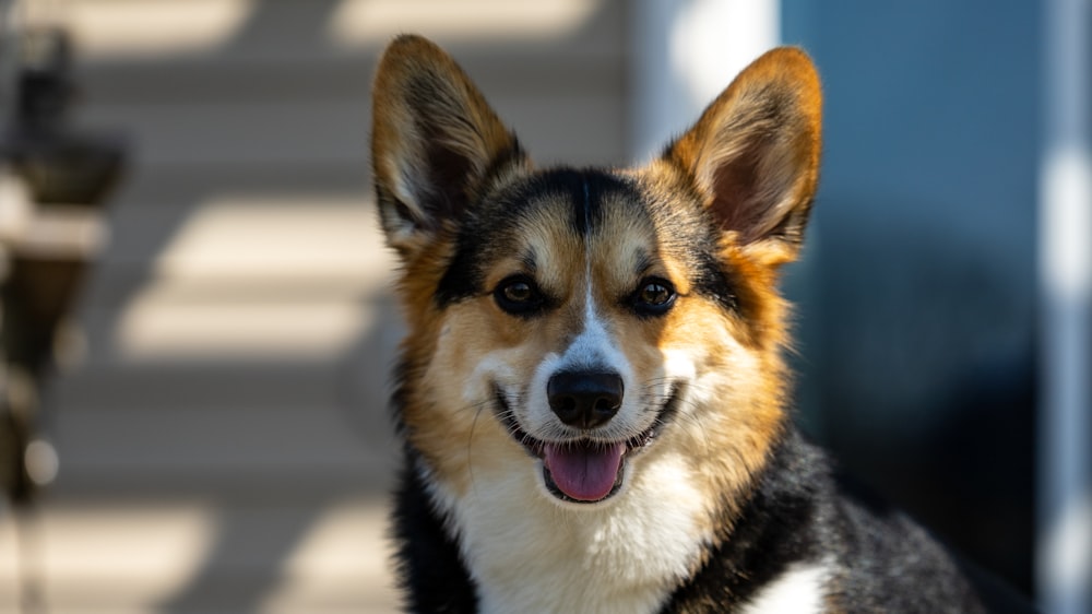 a close up of a dog with its mouth open