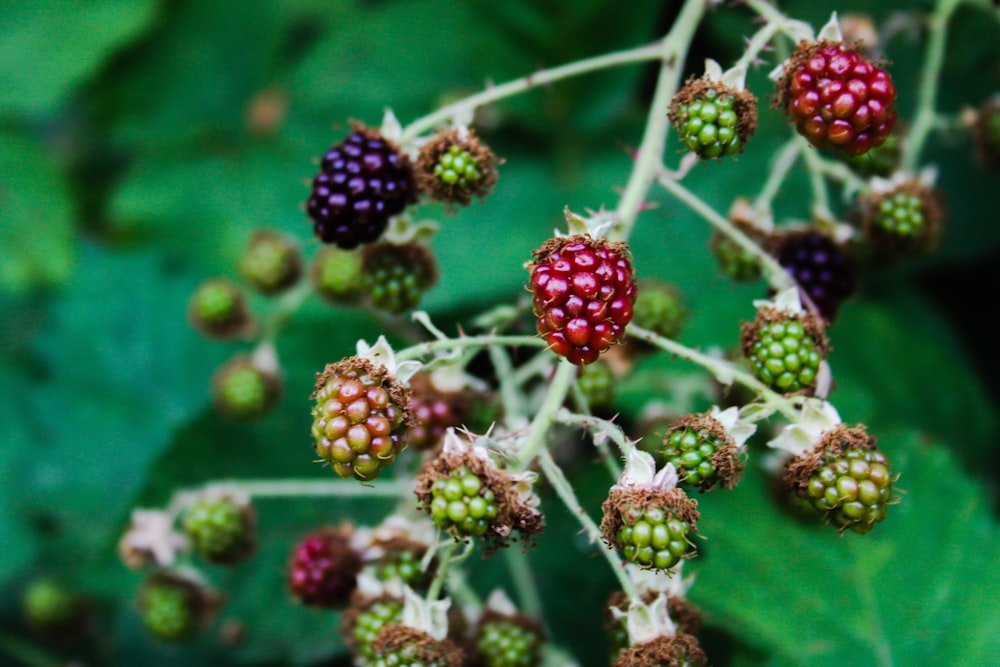 a close up of a bunch of berries on a plant