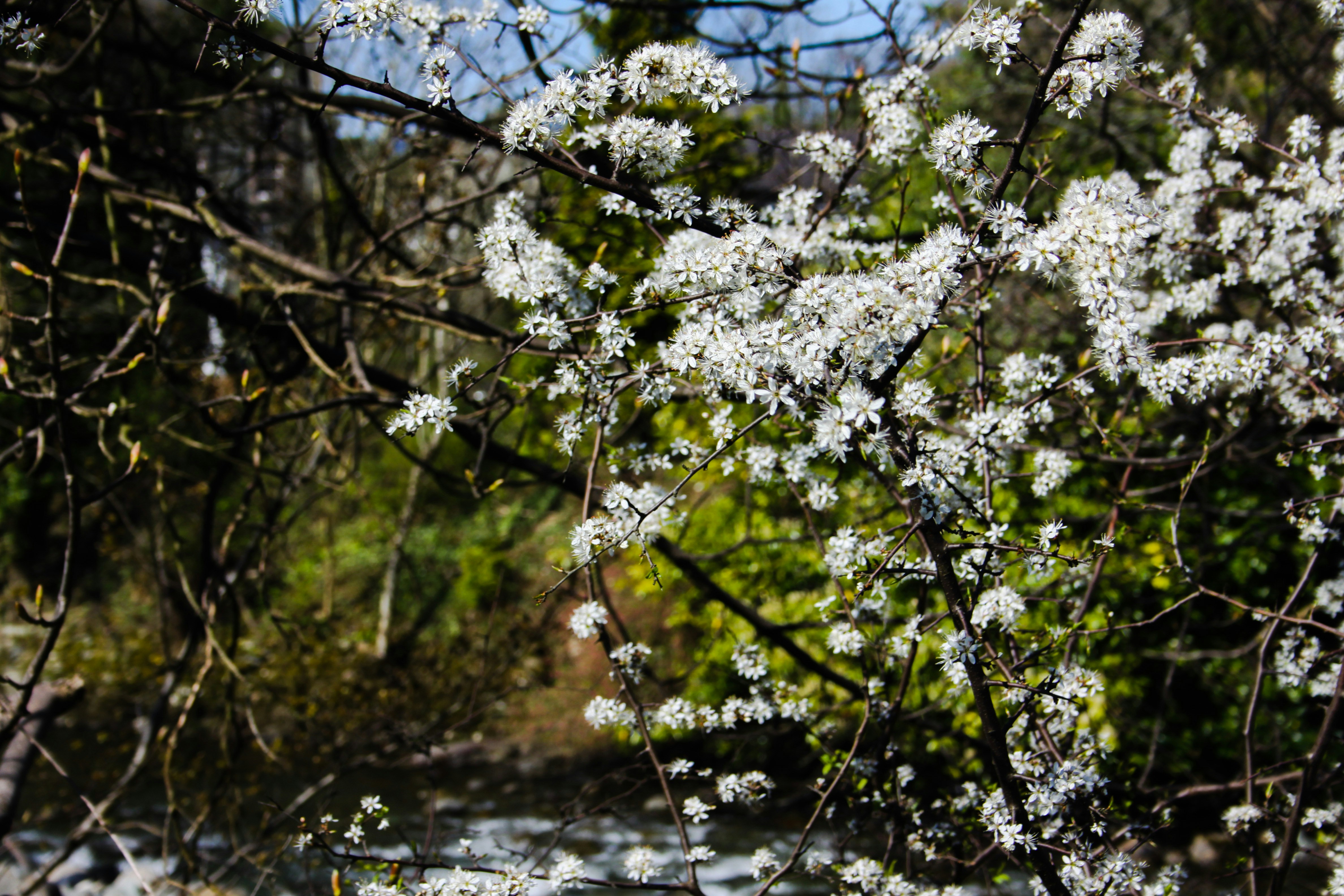 white flowers are blooming on a tree near a river