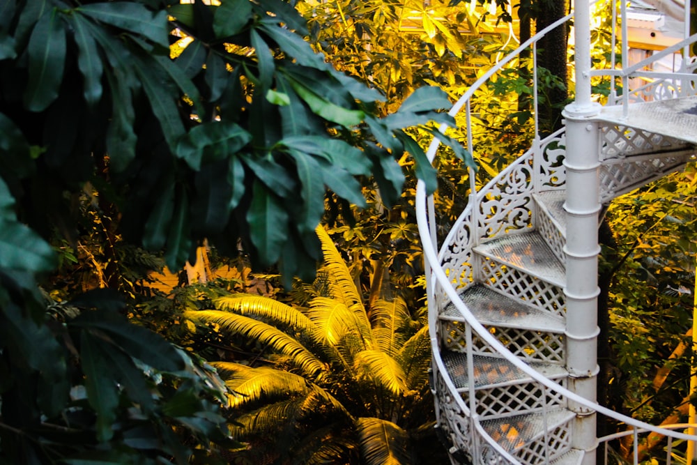 un escalier en colimaçon au milieu d’une forêt