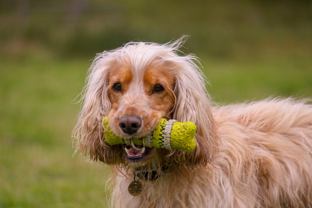 a dog holding a tennis ball in its mouth