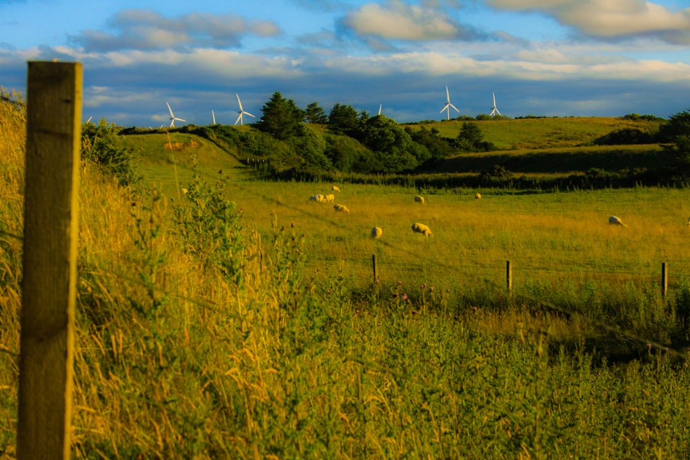 a grassy field with sheep grazing in the distance