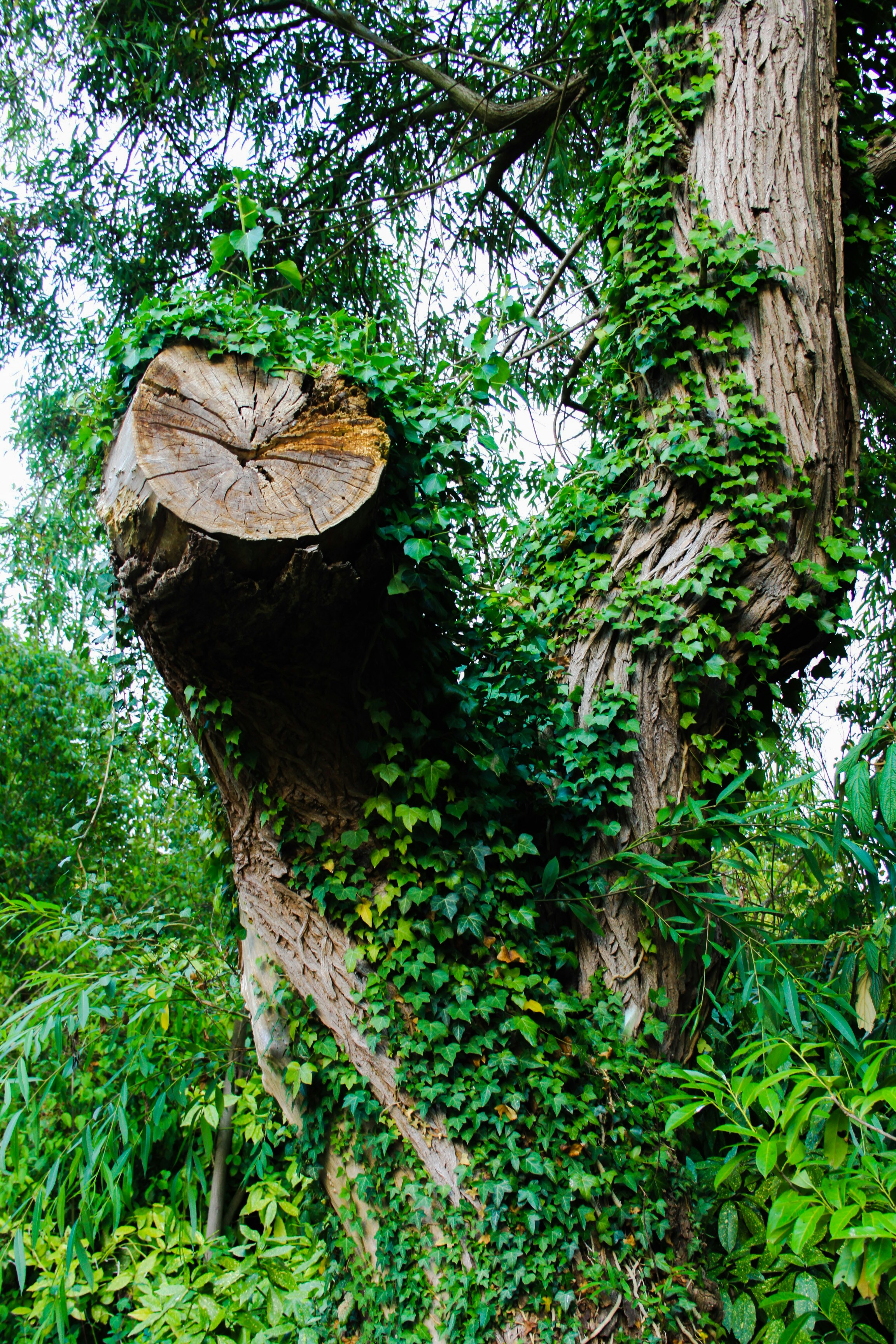un arbre abattu dans la forêt