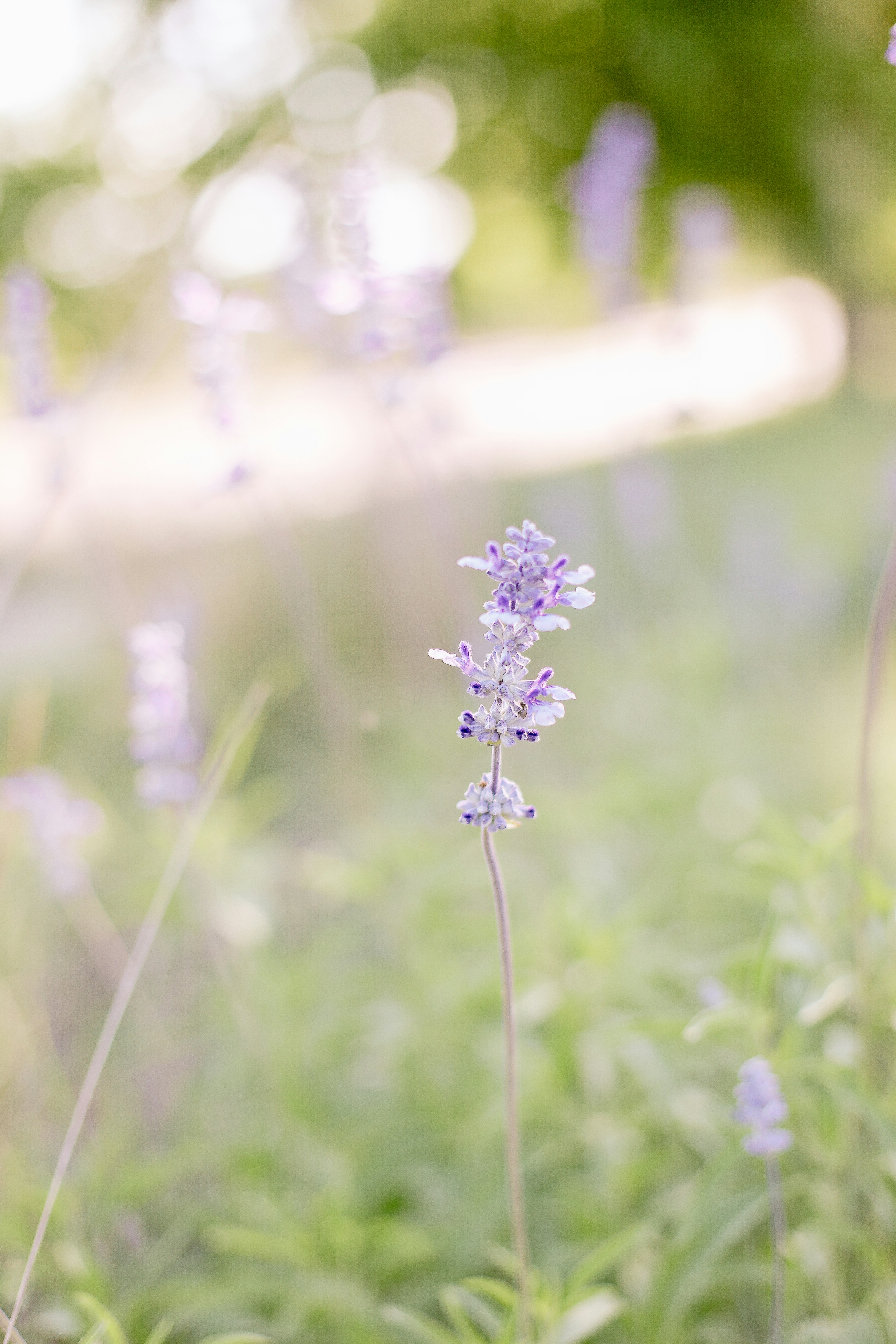 Photo by jennpacurar23