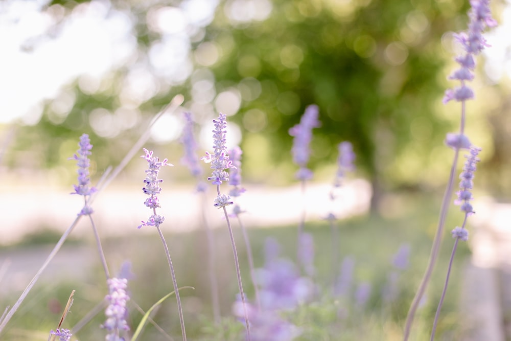 a bunch of purple flowers in a field