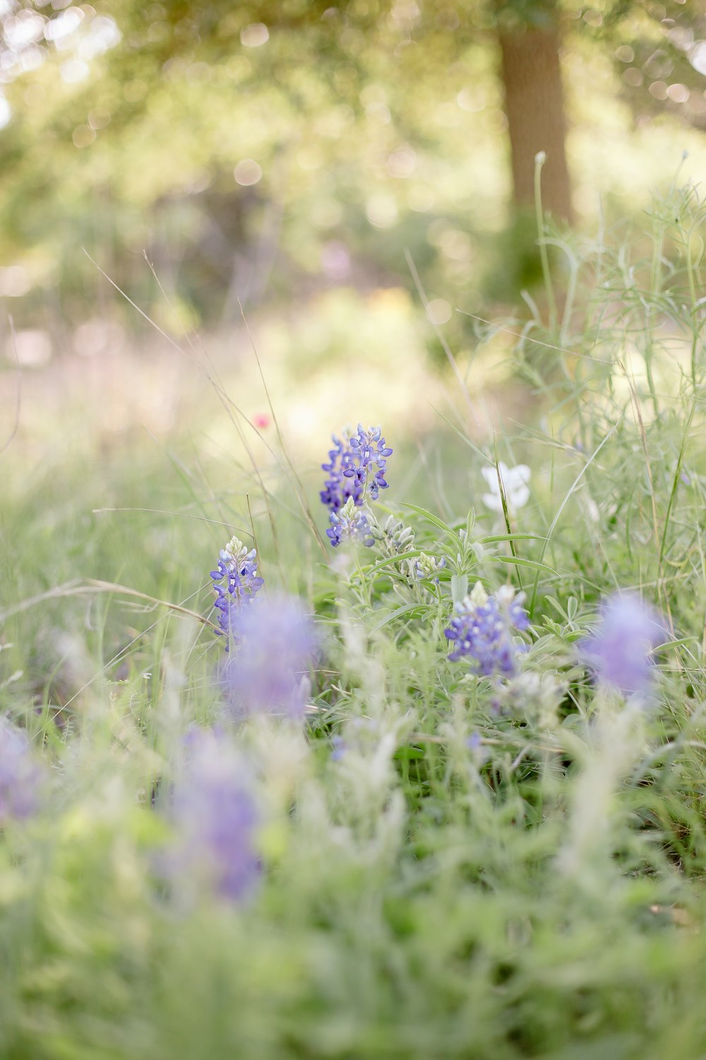 a bunch of flowers that are in the grass