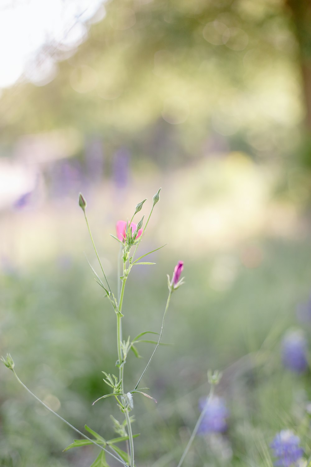 a pink flower in a field of purple flowers