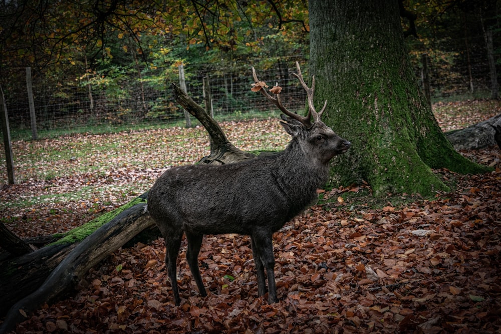 a deer standing next to a tree in a forest