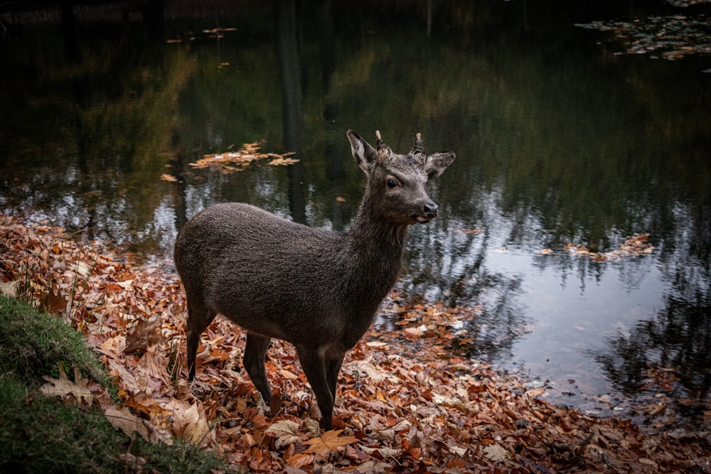 a deer standing next to a body of water