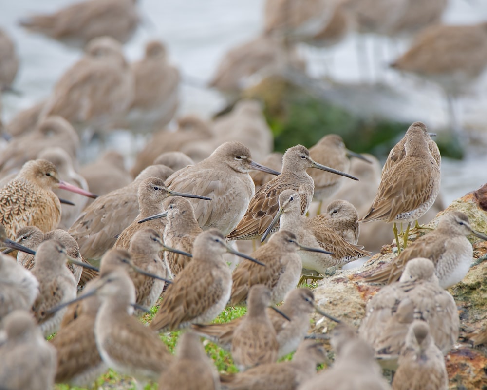 a bunch of birds that are standing in the grass