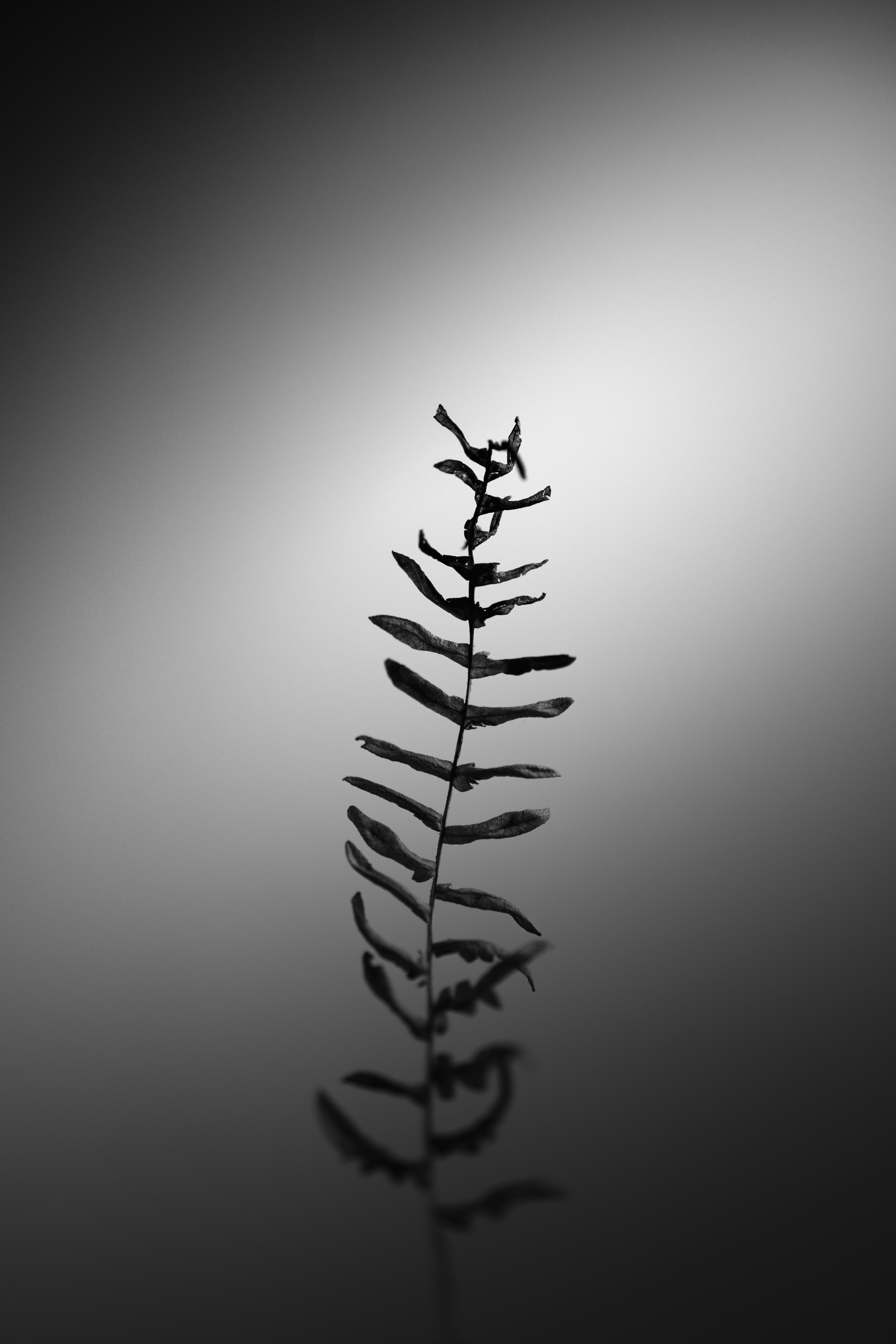 Whispering Ferns Print