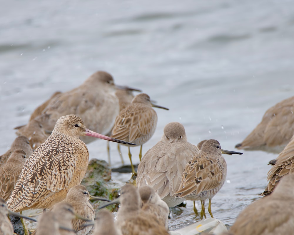 a flock of birds standing on top of a sandy beach