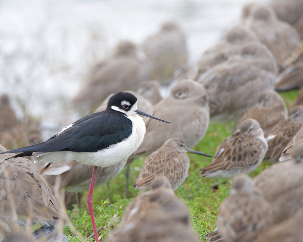 a flock of birds standing on top of a grass covered field