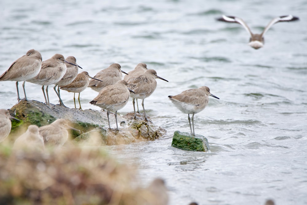 a group of birds standing on a rock in the water