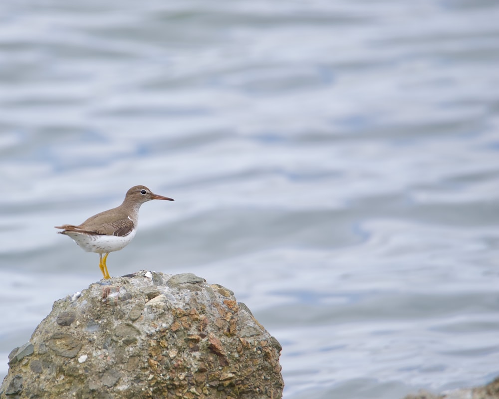 a bird is standing on a rock by the water