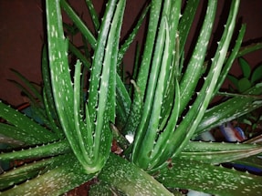 A close-up view of a lush green aloe vera plant with long, spiky leaves. The leaves are covered with white speckles and have serrated edges. The background is dark, allowing the green of the plant to stand out prominently.