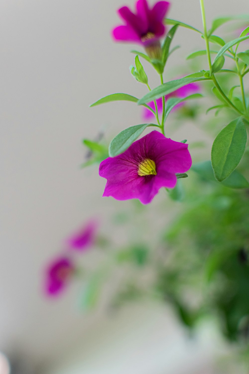 a close up of a purple flower with green leaves