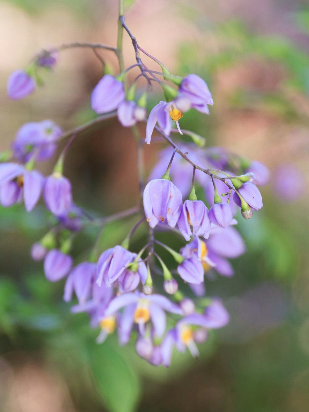 a bunch of purple flowers that are on a branch