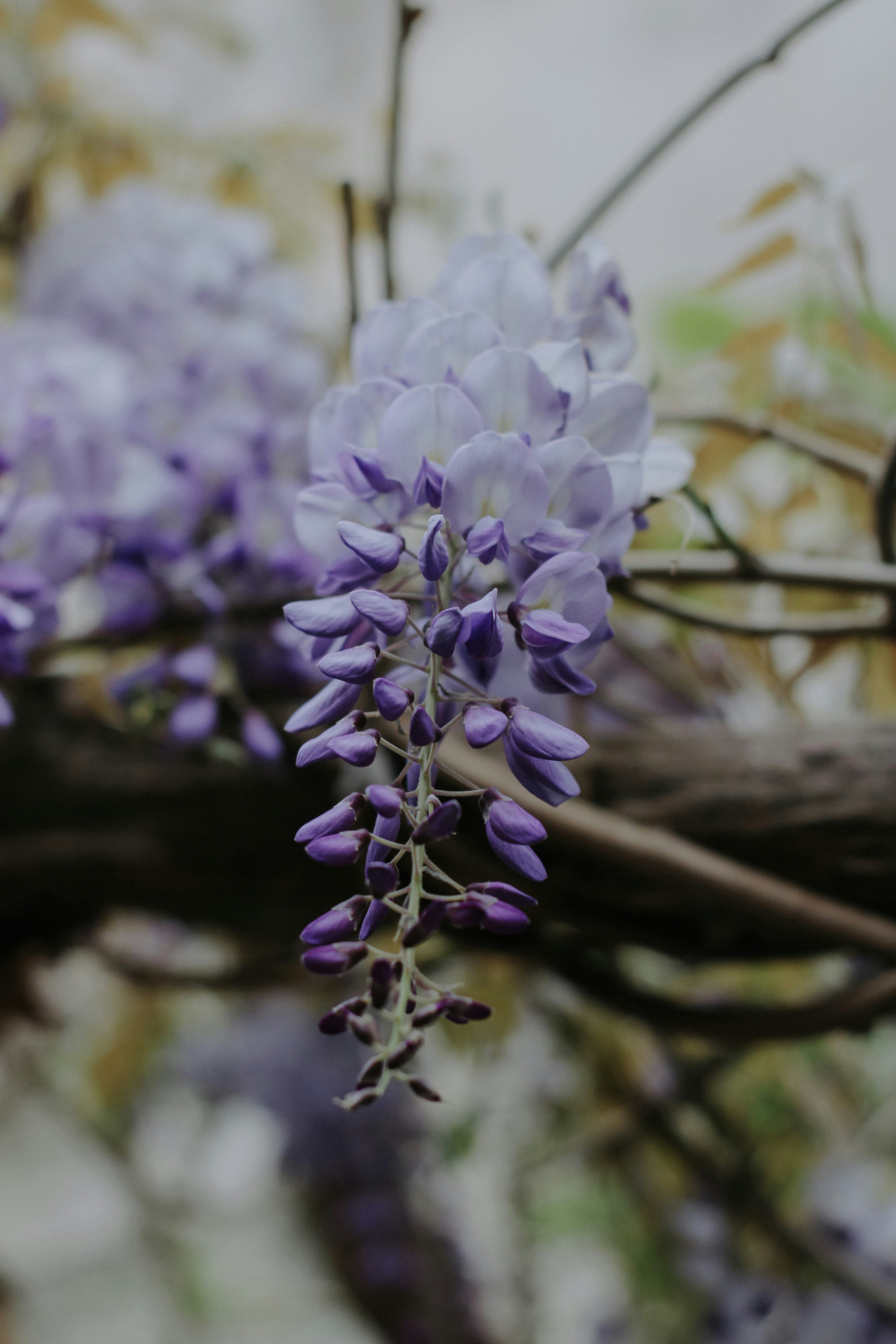 a close up of purple flowers on a branch