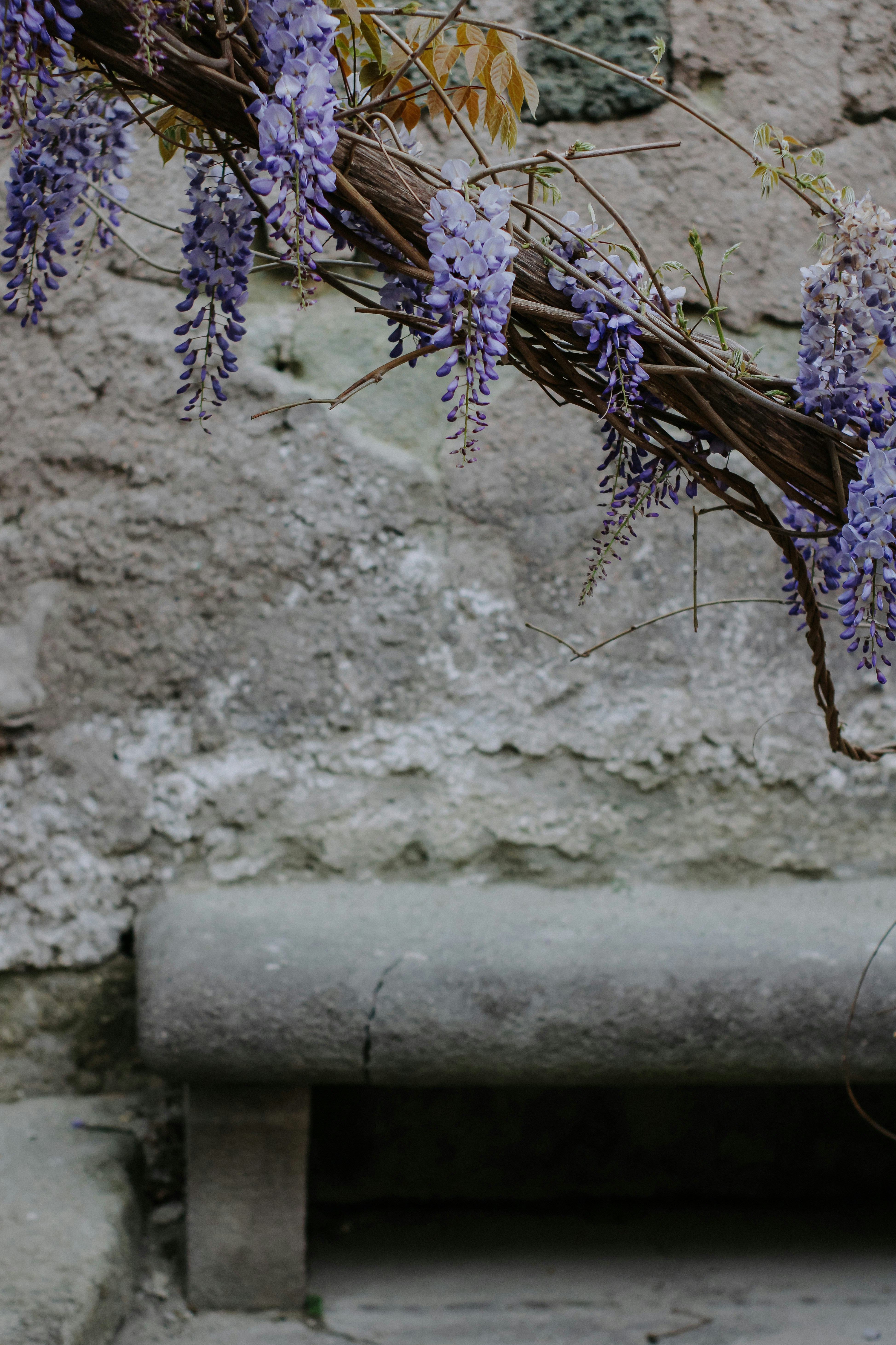 a bunch of purple flowers hanging from a tree