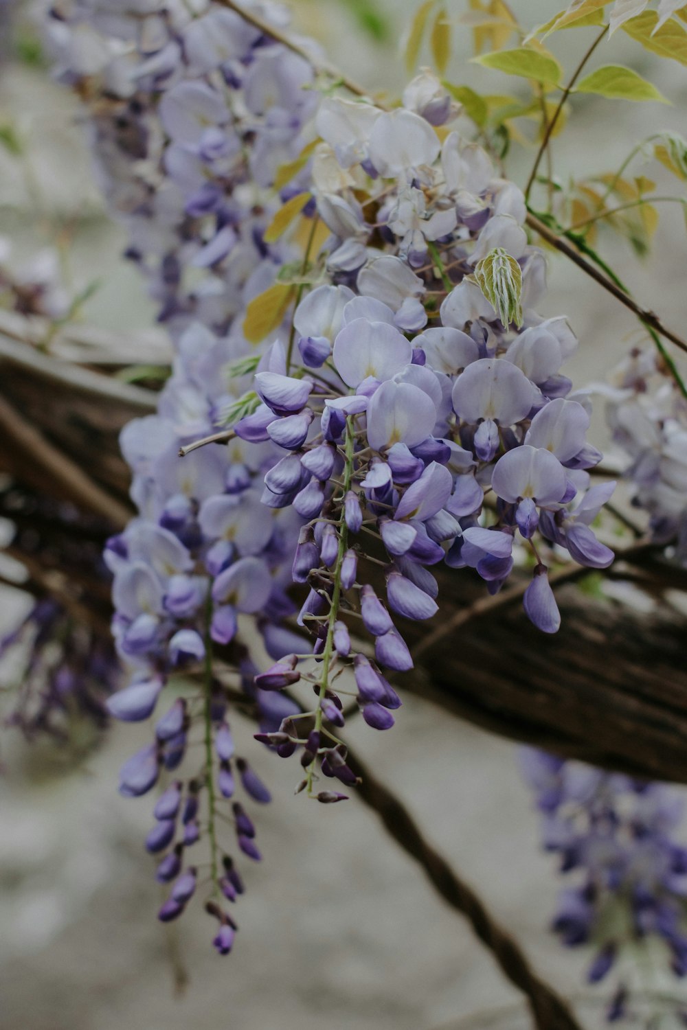 a bunch of purple flowers on a branch