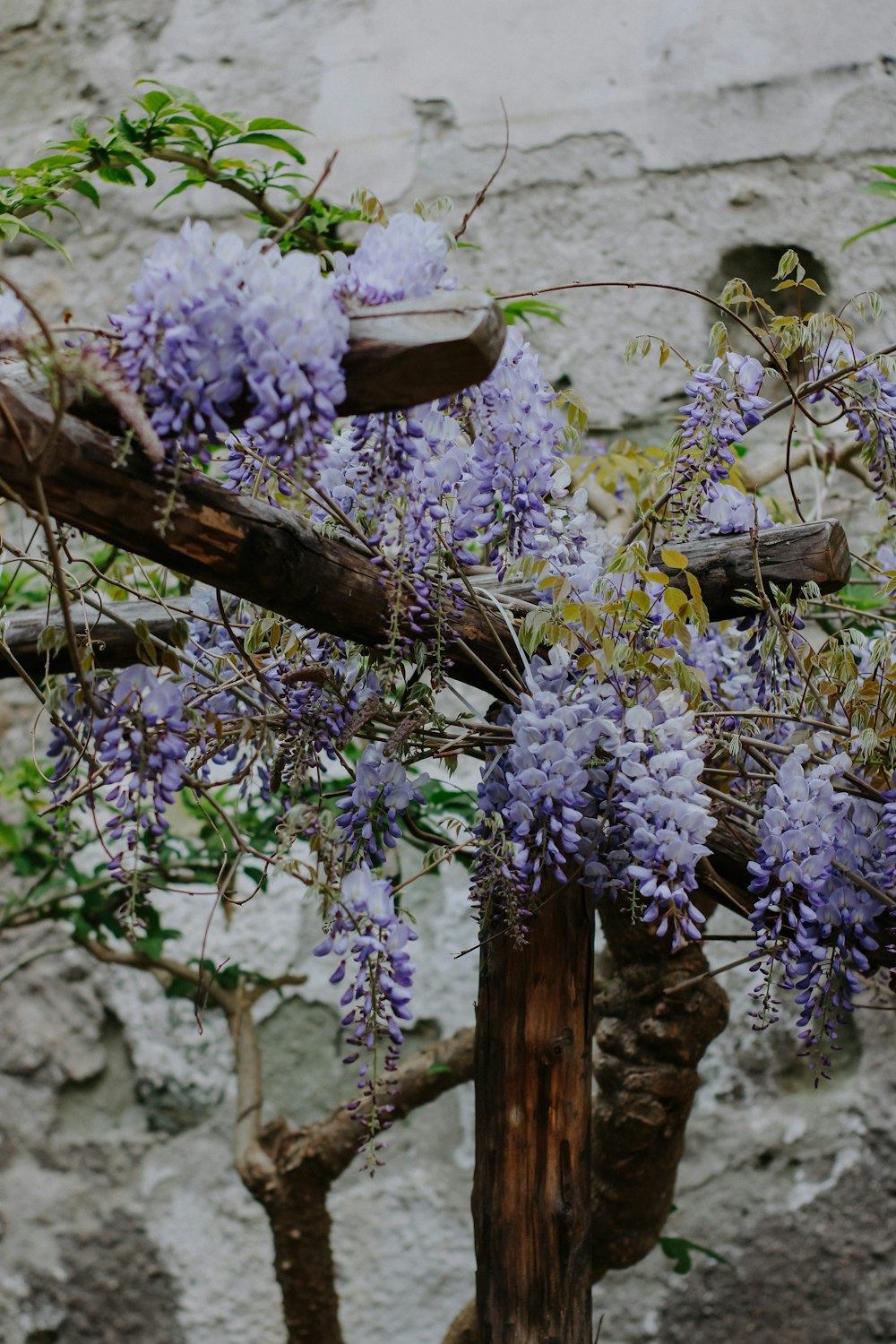a tree with purple flowers in front of a stone wall