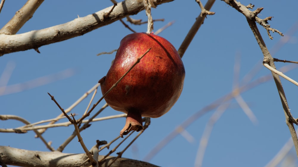 a pomegranate hanging from a tree branch