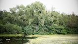 A serene natural scene featuring a dense cluster of trees and shrubs bordering a calm water body. The water's edge has patches of algae or aquatic plants, and the trees exhibit lush, green foliage.