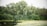 A serene natural scene featuring a dense cluster of trees and shrubs bordering a calm water body. The water's edge has patches of algae or aquatic plants, and the trees exhibit lush, green foliage.
