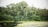 A serene natural scene featuring a dense cluster of trees and shrubs bordering a calm water body. The water's edge has patches of algae or aquatic plants, and the trees exhibit lush, green foliage.