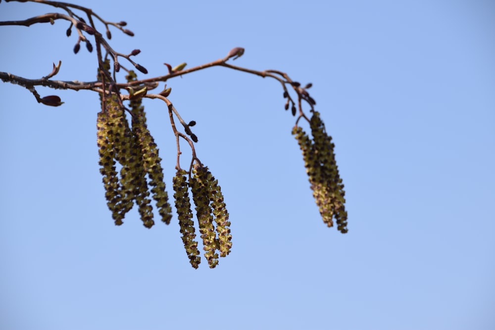 a bunch of berries hanging from a tree branch